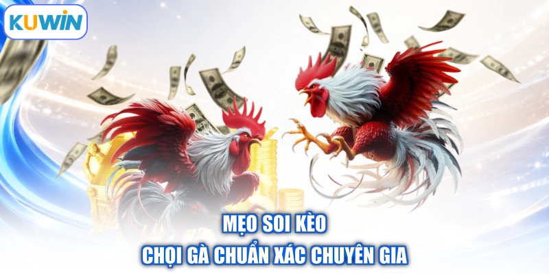 Mẹo soi kèo chọi gà chuẩn xác chuyên gia